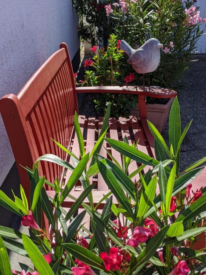 Hortensie شباير المظهر الخارجي الصورة